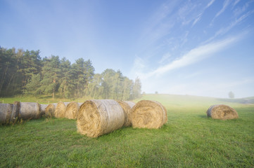 Bale siana ułożone na zamglonej łące pod lasem