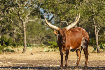 Texas Longhorn