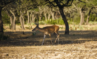 Naklejka premium Whitetail Buck