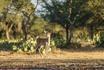 Young Whitetail Deer