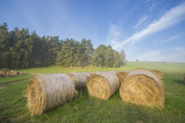 Bale siana ułożone na zamglonej łące pod lasem © Mike Mareen