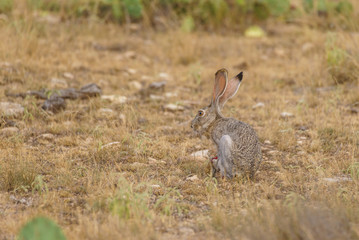 Rabbit
