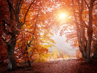 Autumn beautiful forest