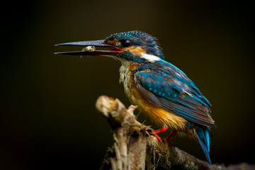 Common Kingfisher with the fish in her mount