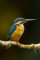 Portrait of Common Kingfisher in nature