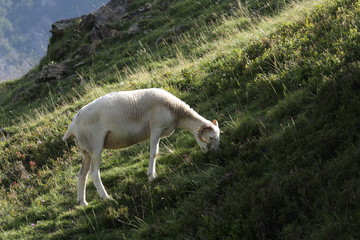 Obraz premium Brebis,Pyrénées