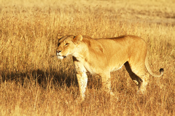 Lion on the Masai Mara in Africa