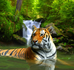 Fototapeta premium Tygrys syberyjski w wodzie