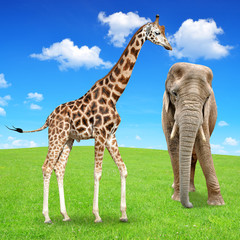 giraffe with elephant