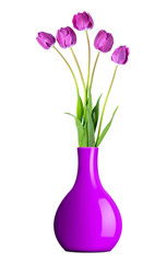 fresh purple tulips in vase isolated