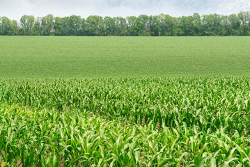 corn field  and sky