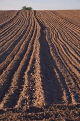 cultivated farm field agriculture landscape