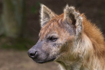 Spotted hyena