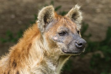 Fototapeta premium Spotted hyena