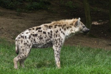 Spotted hyena