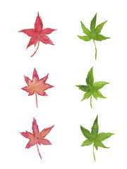 赤と緑のもみじ　水彩イラストのセット