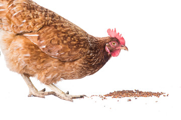 Chicken - isolated