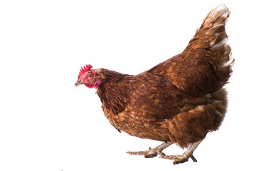 Chicken - isolated