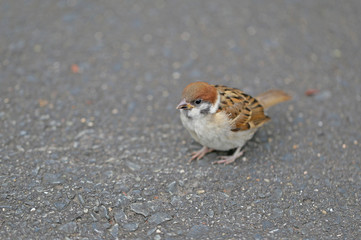 スズメ　-sparrow-