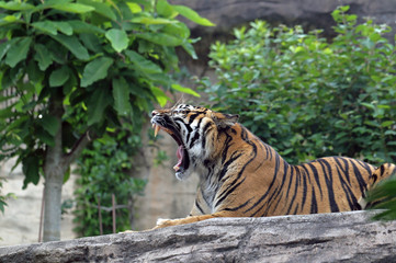 スマトラトラ　　-Sumatran Tiger-