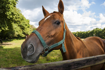 Horse (portrait)