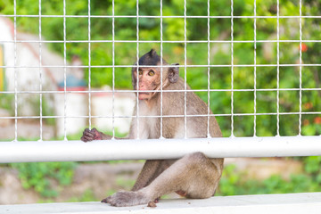 Monkey in the Cage