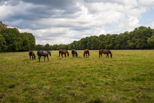 Horse Herd