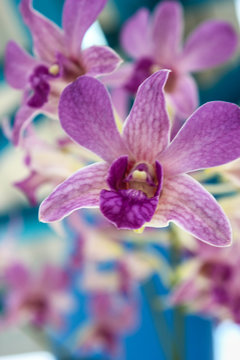 beautiful purple orchid in garden