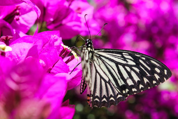 Butterfly on purple flowers