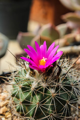 Pink flowers on cactus