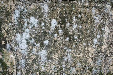Fototapeta premium lichen on the old wall