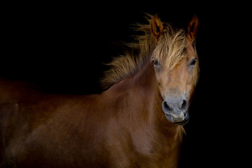 Back shot of a horse