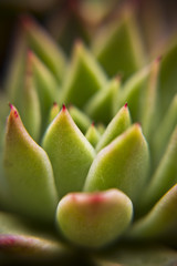 Succulent flower close up