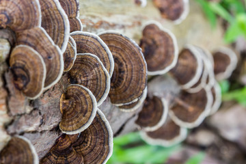 mushroom (Trametes versicolor)