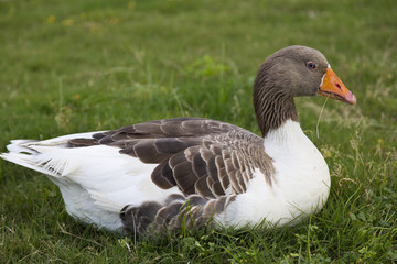 Goose feeding and resting on grass