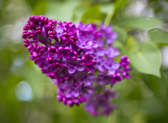 Lilac blooms. A beautiful bunch of lilac closeup. Lilac Flowering. Lilac Bush Bloom. Lilac flowers in the garden. 