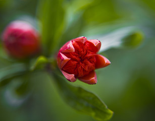 Obraz na płótnie Canvas Pomegranate blossom close up