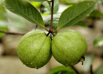 guava