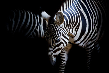 Fototapety  zebra