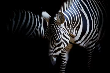 Fotobehang zebra © art9858