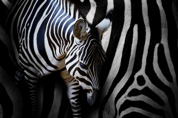 Selbstklebende Fototapeten Zebra © art9858