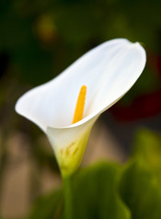 White calla flower close up