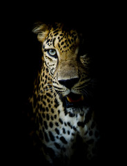 Plakat Leopard portrait