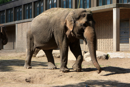 Elephant in the Berlin Zoo, Germany