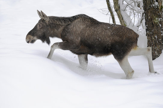 Elch Alces alces