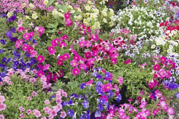Petunia flowers
