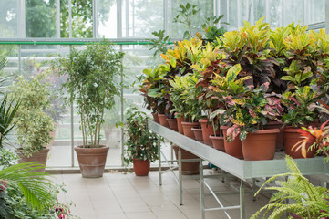 Tropical greenhouse © litts