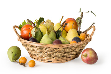 Cueillette de fruits