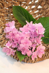 Hydrangea, Flowerpower in Summer