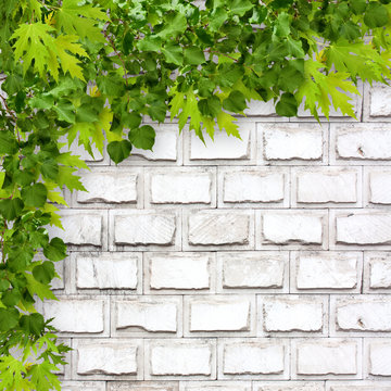 Bright Green Foliage On Background Of A White Brick Wall